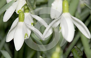 English Snowdrops in Spring.