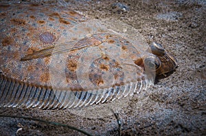 English Sole on a Sandy Bottom