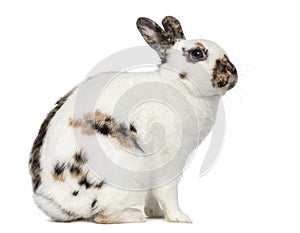 English spot rabbit stand up and isolated on white