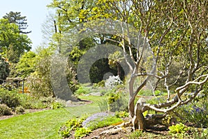 English spring garden with flowers, shrubs, trees