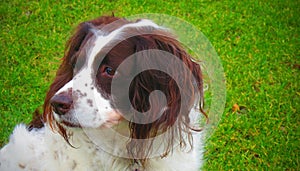 English Springer dog