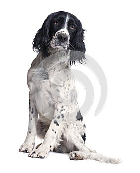 English Springer Spaniel (1 year) photo