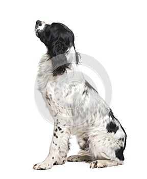 English Springer Spaniel (1 year) photo