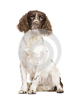 English Springer Spaniel (10 months) photo