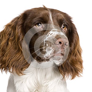 English Springer Spaniel (10 months) photo