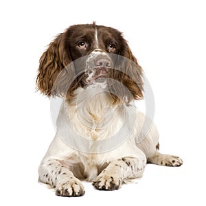 English Springer Spaniel (10 months)