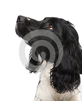 English Springer Spaniel (2 years)