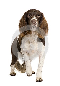 English Springer Spaniel (2 years) photo