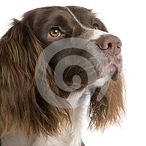 English Springer Spaniel (2 years)