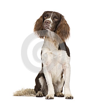 English Springer Spaniel (2 years)