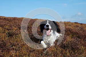 English Springer Spaniel