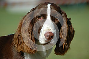 English Springer Spaniel