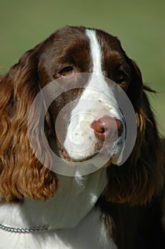 English Springer Spaniel