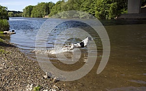 English Springer Spaniel