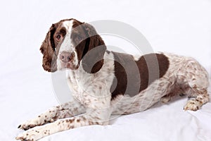 English Springer Spaniel