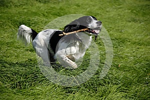 English Springer Spaniel