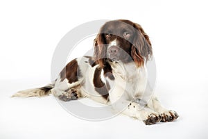 English Springer Spaniel