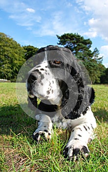 English springer Spaniel