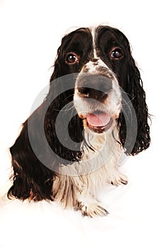 English Springer Spaniel