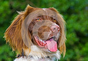 English Springer Spaniel Dog