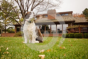 English Springer Spaniel Dog in the Backyard