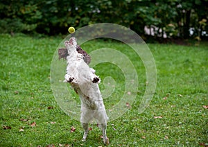 English Springer Spaniel Dog Playing on the grass. Playing with Tennis Ball.