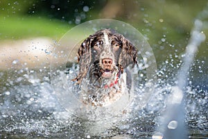 English Springer Spaniel dog, playing in water