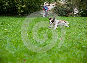 English Springer Spaniel Dog Running and Playing on the grass. Playing with Tennis Ball.