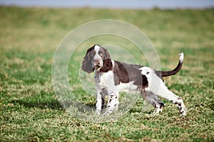 English Springer Spaniel