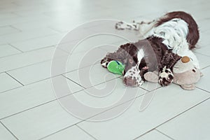 English Springer Spaniel is lying down on the floor next with your favorite soft toy, teddy bear