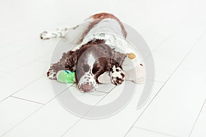 English Springer Spaniel is lying down on the floor next with your favorite soft toy, teddy bear