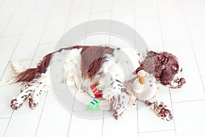 English Springer Spaniel is lying down on the floor next with your favorite soft toy, teddy bear