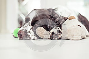 English Springer Spaniel is lying down on the floor next with your favorite soft toy, teddy bear