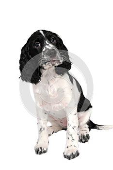 English springer spaniel puppy