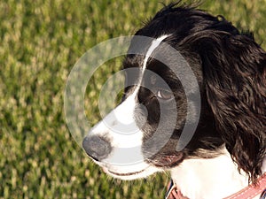 English Springer Spaniel Puppy