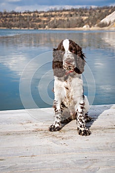 An English Springer Spaniel puppy sits on the shore of an ice-covered lake.