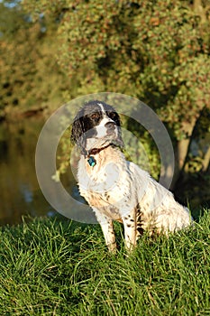 English Springer Spaniel By The River