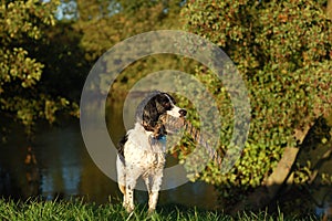 English Springer Spaniel By The River