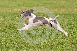 English Springer Spaniel Running, Hanbury Countryside Show, England.