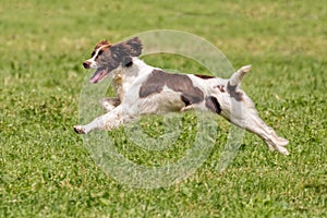 English Springer Spaniel Running, Hanbury Countryside Show, England. photo