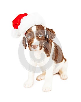 English Springer Spaniel Santa Puppy
