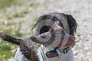 English springer spaniel on the shore of Lake Michigan