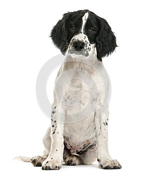 English Springer Spaniel sitting and looking