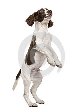 English Springer Spaniel standing on hind legs