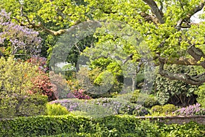 English springtime garden with flowers, oak trees