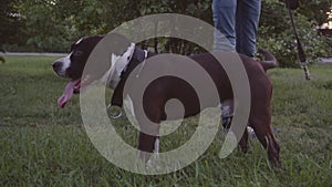 English staffordshire bull terrier