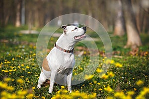 English Staffordshire bull terrier female dog sitting in the grass in park