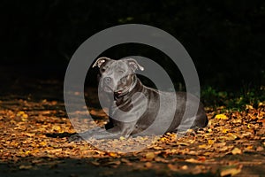 English Staffordshire Bull Terrier Lies Down on Colorful Fallen Leaves