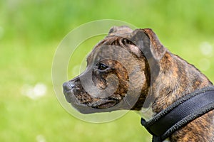English staffordshire bull terrier puppy.