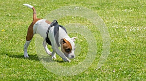 English staffordshire bull terrier puppy.